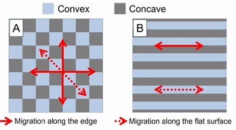 Direction of cell migration on the micropattern. (A) Cell migration on ...