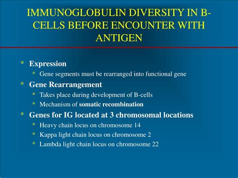 PPT Understanding Antibody Structure B Cell Diversity Detailed