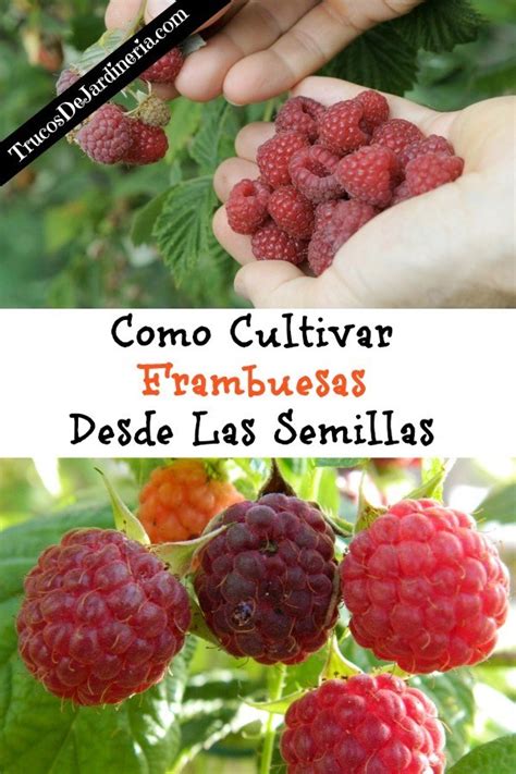 Como Cultivar Frambuesas Desde Las Semillas Trucos De Jardineria