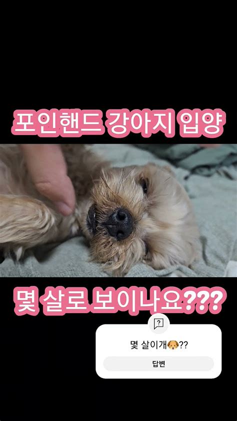 요크셔테리어 오래 동안인가요 노안인가요 강아지 Dog Puppy Cute 반려견 Music Pets 강아지일상