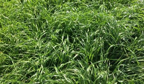 Italian Ryegrass