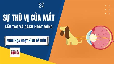 Cấu Tạo Của Mắt Và Sự Thú Vị Về Cách Mắt Hoạt động Minh Họa Hoạt Hình