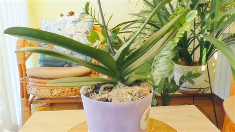 15 дней после пересадки /Особенности ухода за орхидеей в горшке с ...