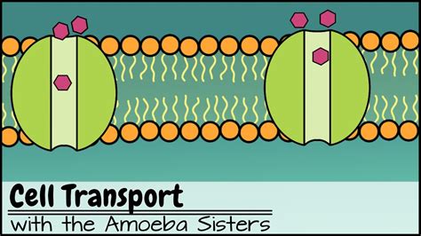 Types Of Cellular Transport Worksheet Answers