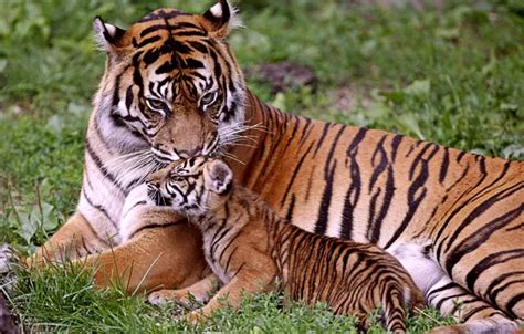 Wallpaper baby, tigers, mom, tigress, tiger for mobile and desktop ...