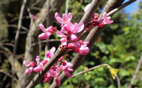 18 Different Types of Redbud Trees & Identifying Features