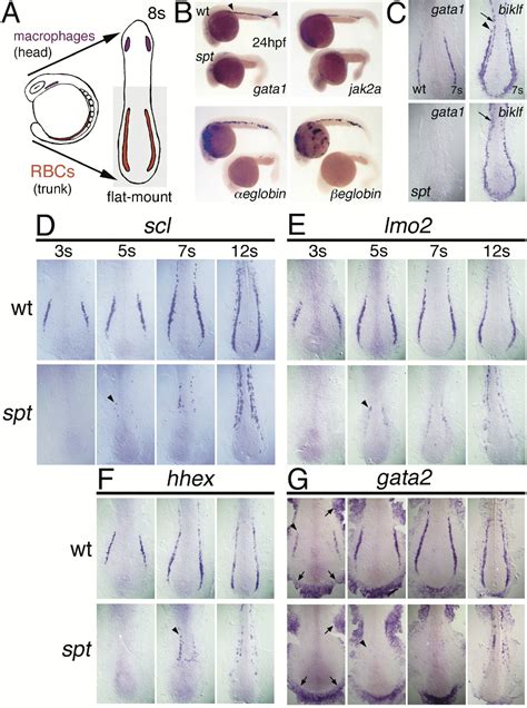 Paraxial Deficiency