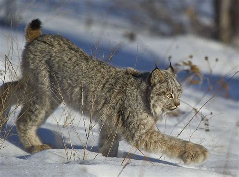 Lynx-14 | Wild cats, Nature animals, Animals beautiful