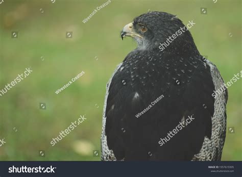 Peregrine Falcon Behind Looking Horizon Birds Stock Photo 1957619305