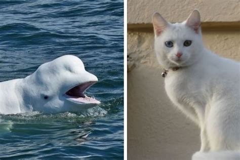 Картинки beluga cat