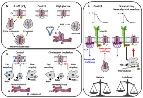 Cells Free Full Text Remodeling Of Ion Channel Trafficking And