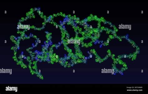 extracellular matrix  res stock photography  images alamy