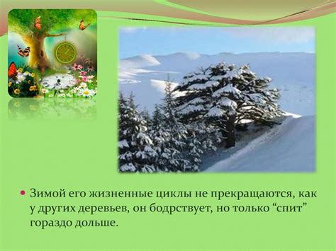 Кедр – гордость сибирской тайги - презентация онлайн