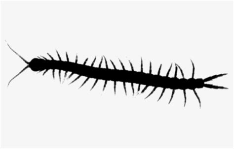 Millipede Clipart Tennessee Centipede Amazon Rainforest Insects