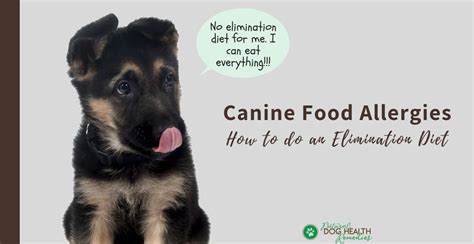 Canine Food Allergies | Hypoallergenic Dog Food