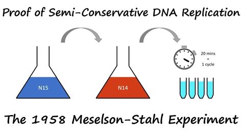 تجربة التضاعف بطريقة شبة المحافظ Meselson and Stahl Experiment YouTube