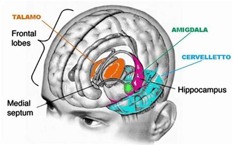 El Sistema Limbico