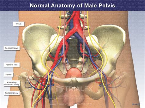 Normal Anatomy Of Male Pelvis Trialquest Inc