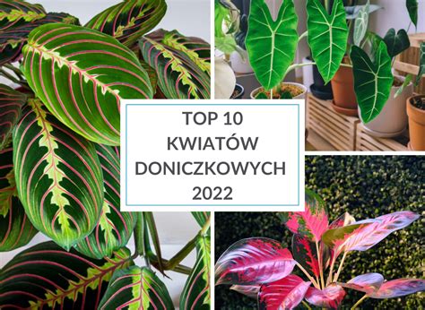 TOP 10 pięknych i modnych kwiatów doniczkowych Deccoria pl