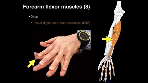 Forearm Flexor Muscles Youtube