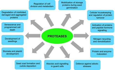 Frontiers The Roles Of Plant Proteases And Protease Inhibitors In