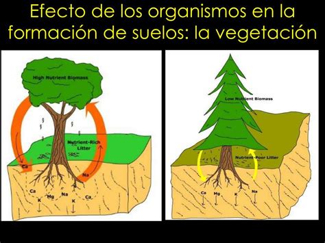 Ppt Génesis Y Clasificación De Suelos Powerpoint Presentation Free