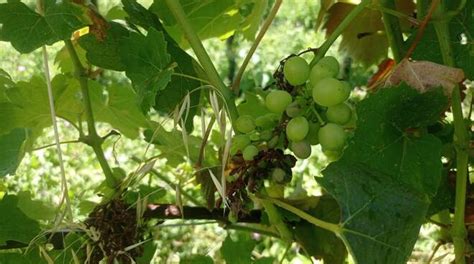 Vigneti Piove Troppo E Si Diffonde La Peronospora QuiBrescia