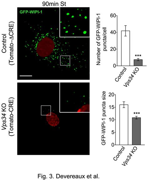 Recruitment Of WIPI 1 A PI3P Binding Protein To Sites Of AP