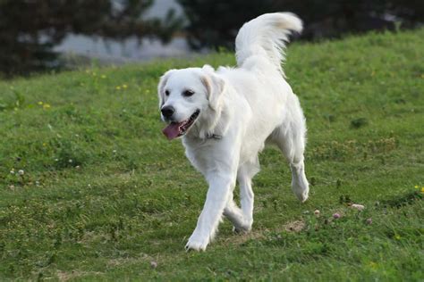 White Labrador Retrievers – The Secret Behind Their Color