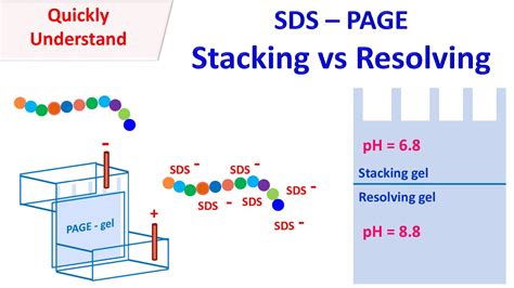 SDS PAGE Stacking Vs Resolving Gel YouTube