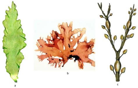 Encyclopedia Free Full Text Macroalgae