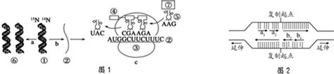 下图1表示某dna片段遗传信息的传递过程其中① ⑦表示物质或结构abc表示生理过程图2是dna复制示意图其中一条链首先合成较短的