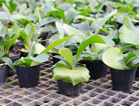 Staghorn Fern Guide How To Grow Care For Platycerium Bifurcatum