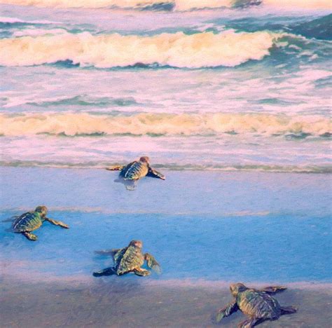 Baby Sea Turtles Ocean Canvas Or Print Large Small Panoramic Turtle