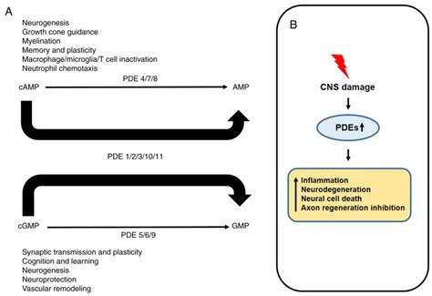 Functional Characteristics And Research Trends Of Pde11a In Human