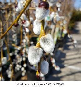 Pussy Willow Buds Bloom Fuzzy Fluffy Stock Photo 1943972596 Shutterstock