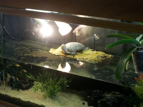 Exemple décoration pour aquarium tortue