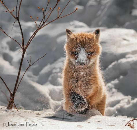 Prepare For Cute Overload With These Adorable Fox Cubs