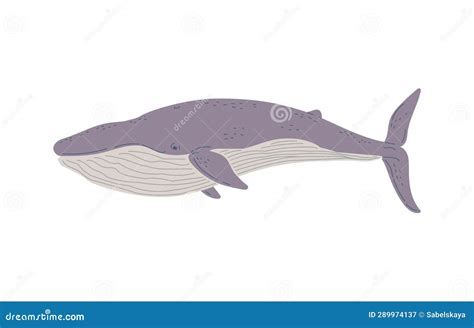 Vector Illustration of Rorqual, Cute Wildlife Animal in Hand Drawn ...