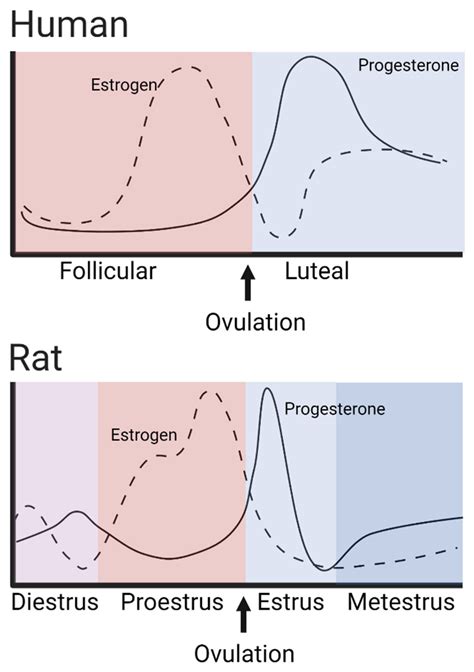 Molecules Free Full Text Are There Prevalent Sex Differences In