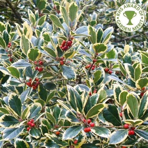 Ilex X Altaclerensis Golden King Golden Variegated Holly Shrub