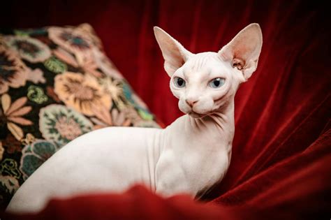 Hairless Cat Photos, Download The BEST Free Hairless Cat Stock Photos