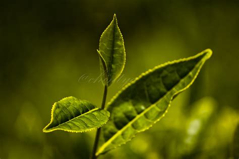 Tea Leaves Achintya Guchhait Flickr