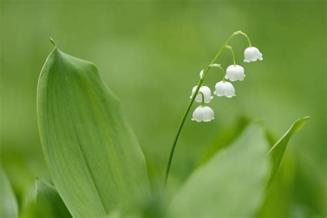 Lily Of The Valley Meaning Symbolism And Connection To The Queen