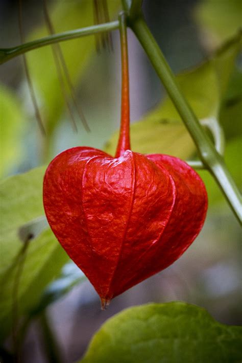 Amour En Cage Physalis Alkekengi Franchetii Lanterne Chino Flickr