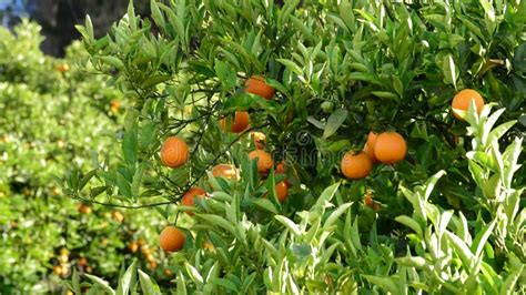 Naranjas Que Cuelgan En Una Rama De Un Rbol Anaranjado En Una