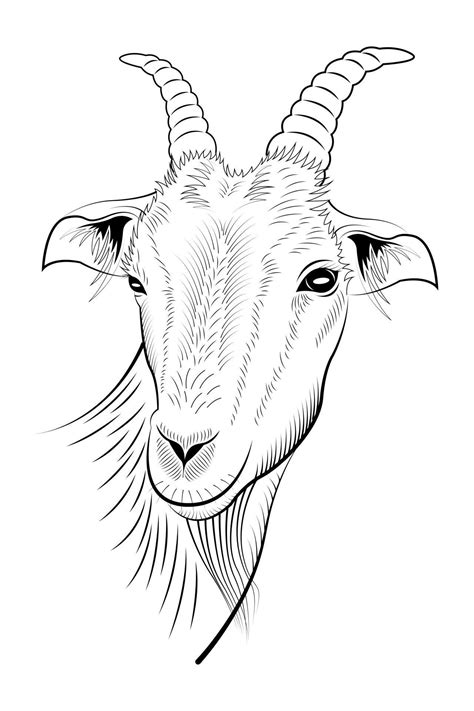 Head Goat Handdrawn Lineart Isolated 2402180 Vector Art At Vecteezy