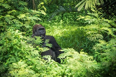 KUNJUNGI PUSAT PRIMATA SCHMUTZER HABITAT PRIMATA TERBESAR DI DUNIA