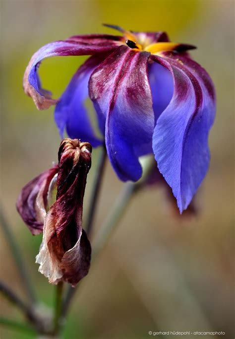 Atacama Desert Flowers - the endemic flora of north Chile