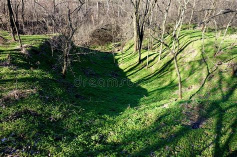 Shallow Ravine In The Forest Stock Image Image Of Spruce Ravine